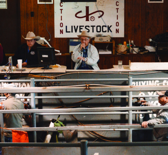 Muskingum Livestock Auction sells Ohio-bred cattle to big bidders