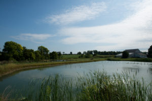 One of the two larger ponds behind Don Maloney’s house before it is drained and harvested. 