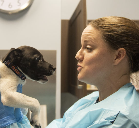 Gigi’s Shelter for Dogs Redefines Dog Adoption