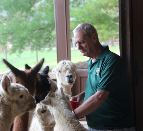 In Zanesville, Alpaca Farm Looks to Educate: Albert and Rebecca Camma have grown to love the animals, and look to spread their knowledge
