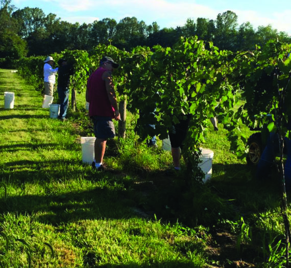 Davidson Family’s Venture, Hocking Hills Winery, Establishes Roots in Logan