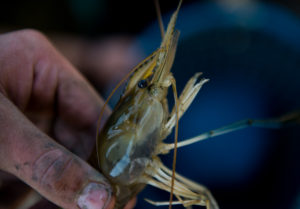 A single prawn before it is sorted. When cooked, the prawn will turn a pinkish-red color and taste similar to lobster.