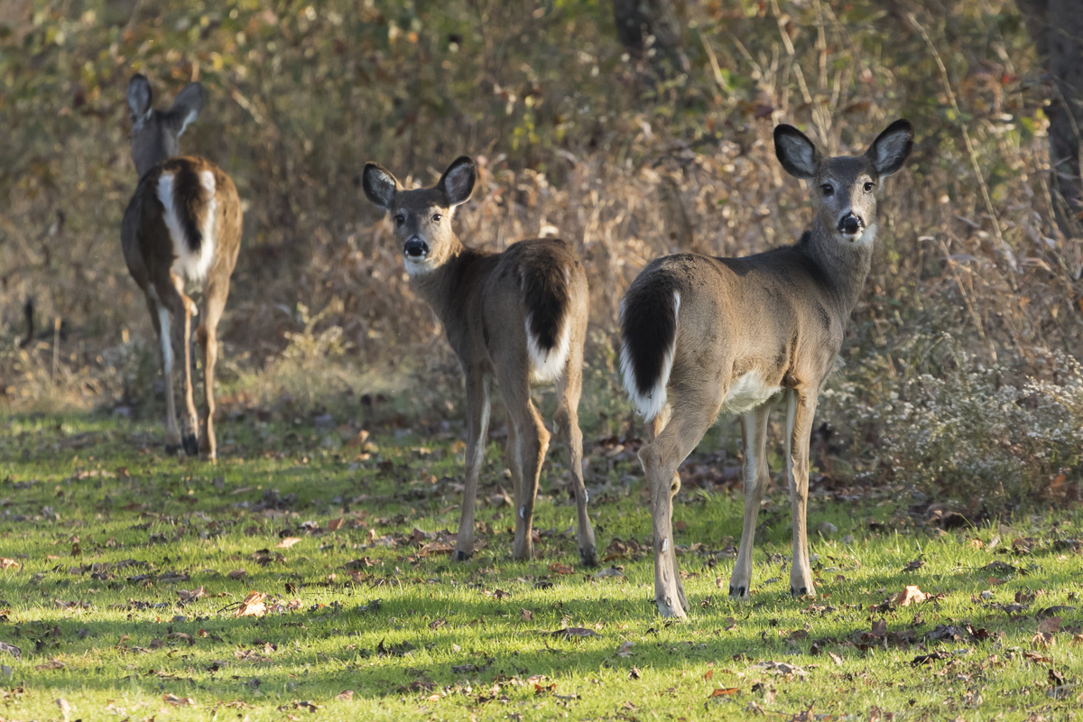 A family of deer roam Salt Fork's 17,000 acres of forest.