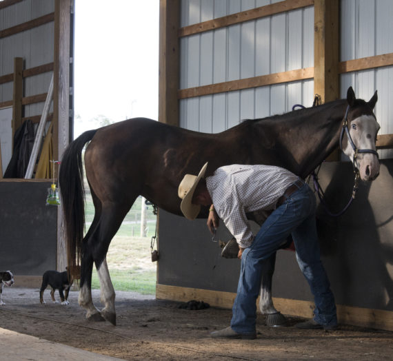 Athens County Horse Farm Rescues Slaughter-Bound Horses and More