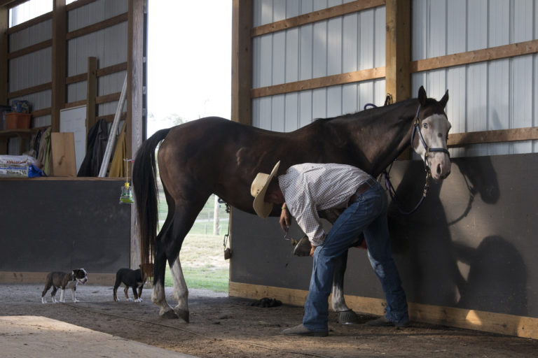 Athens County Horse Farm Rescues Slaughter-Bound Horses and More