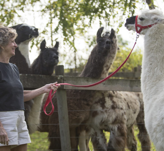 Perry County Woman Discovers “Llama Love”