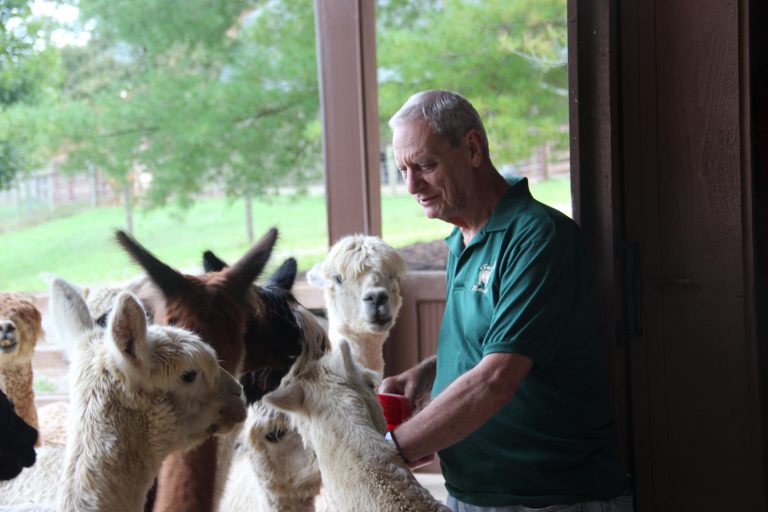 In Zanesville, Alpaca Farm Looks to Educate: Albert and Rebecca Camma have grown to love the animals, and look to spread their knowledge