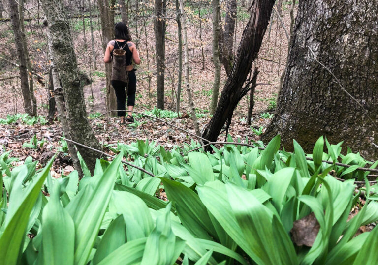 Foraging and Its Consistency As a Way of Life in Southeast Ohio 