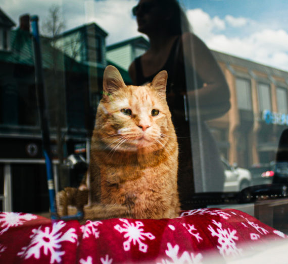 Pumpkin the Cat’s History as Athens County’s Mascot