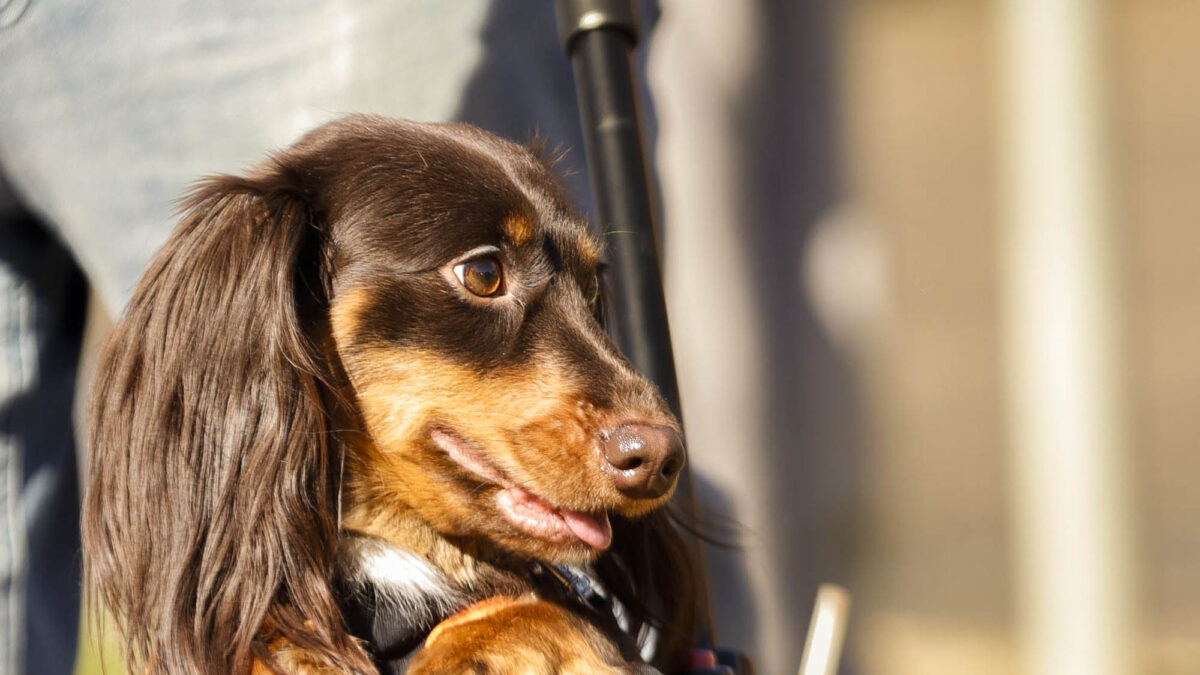 Marietta Main Street holds its first annual Dachshund Derby