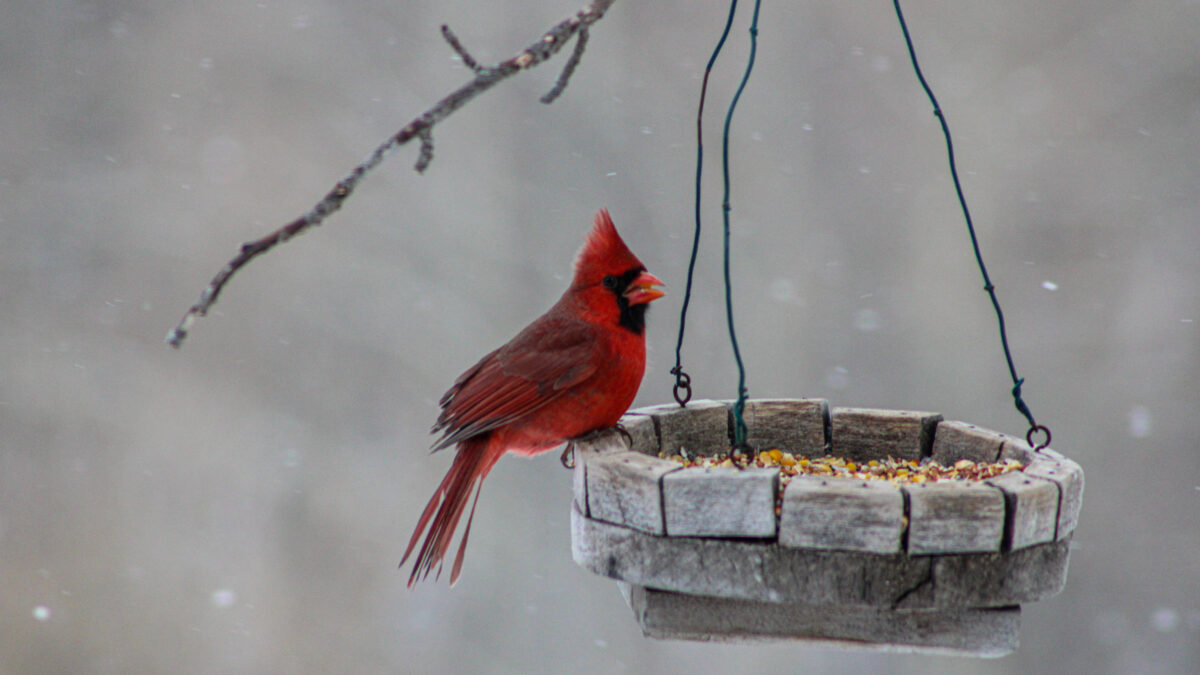 Birds-Eye View: Southeast Ohio’s Beautiful Birds