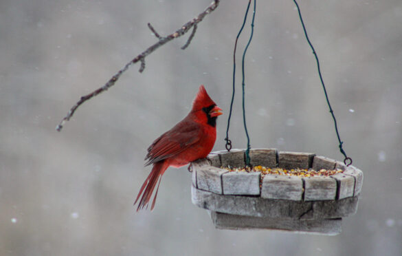 Northern Cardinal