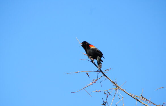 Red-Winged Blackbird