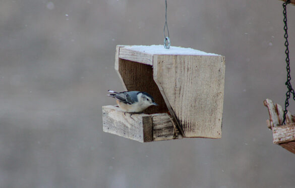 White-Breasted Nuthatch