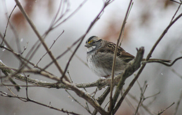 White-Throated Sparrow