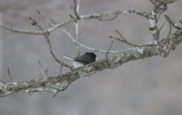 Dark-Eyed Junco