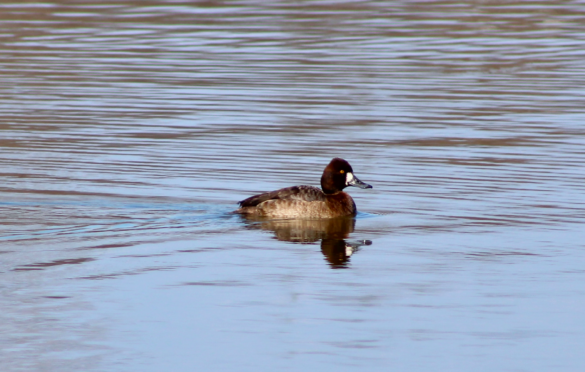 Female Lesser Scaup