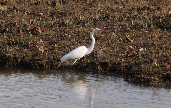 Great Egret