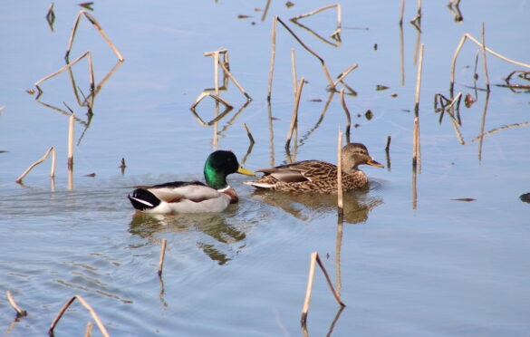 Mallard
