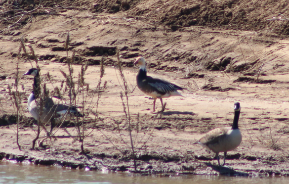 Snow Goose (Blue Morph)