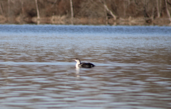 Red-Throated Loon