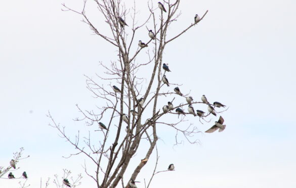 Tree Swallow