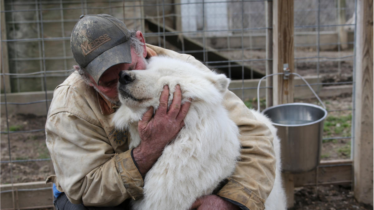 Wolfdog Sanctuary Promotes Rehabilitation for Neglected Dogs