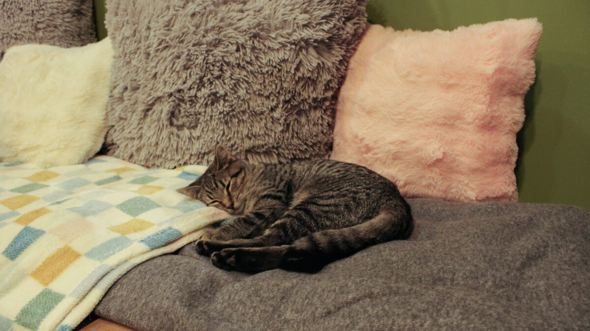 Meows and Macchiatos